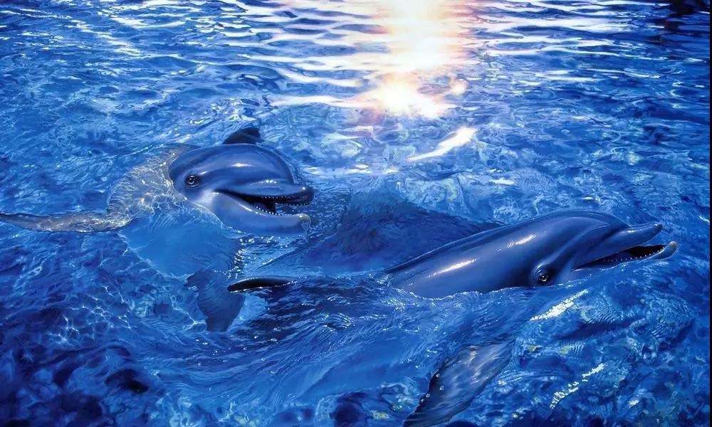 水族馆水处理，泳池水处理设备，游泳馆水处理，海洋馆水质处理升级